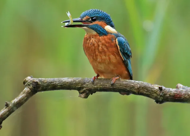 Kingfisher ©jonhawkinsSurreyHillsPhotography.jpg
